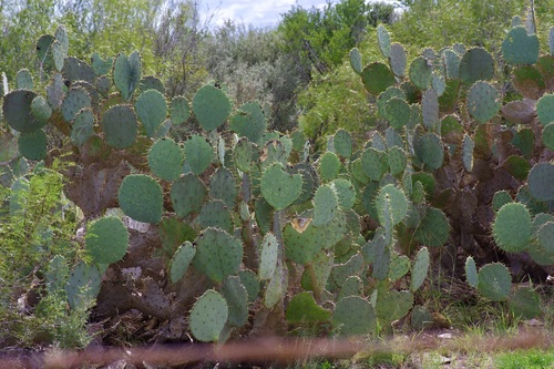 Image of Opuntia cacanapa by (c) Michelle W. （鍾偉瑋）, some rights reserved (CC BY)