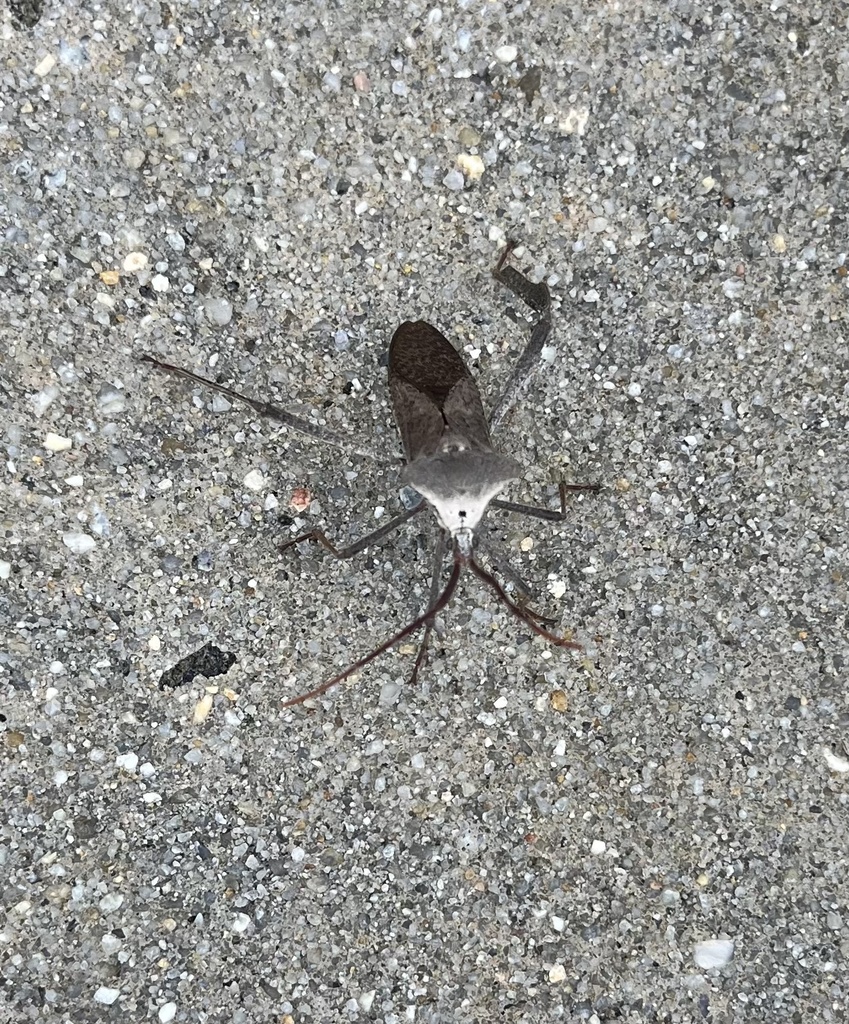 Giant leaffooted bug from Brentford Pl, Myrtle Beach, SC, US on