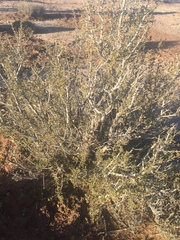 Prunus fasciculata