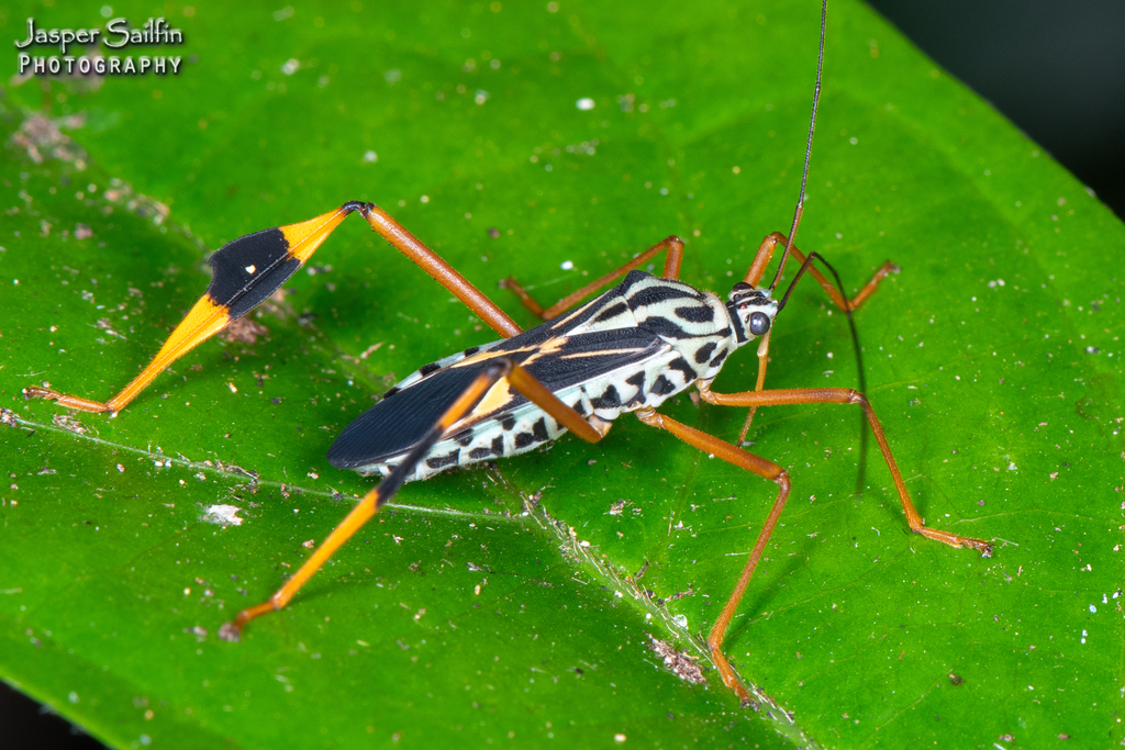 Stenoscelidea cibriana