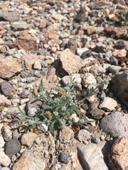 Johnstonella pusilla