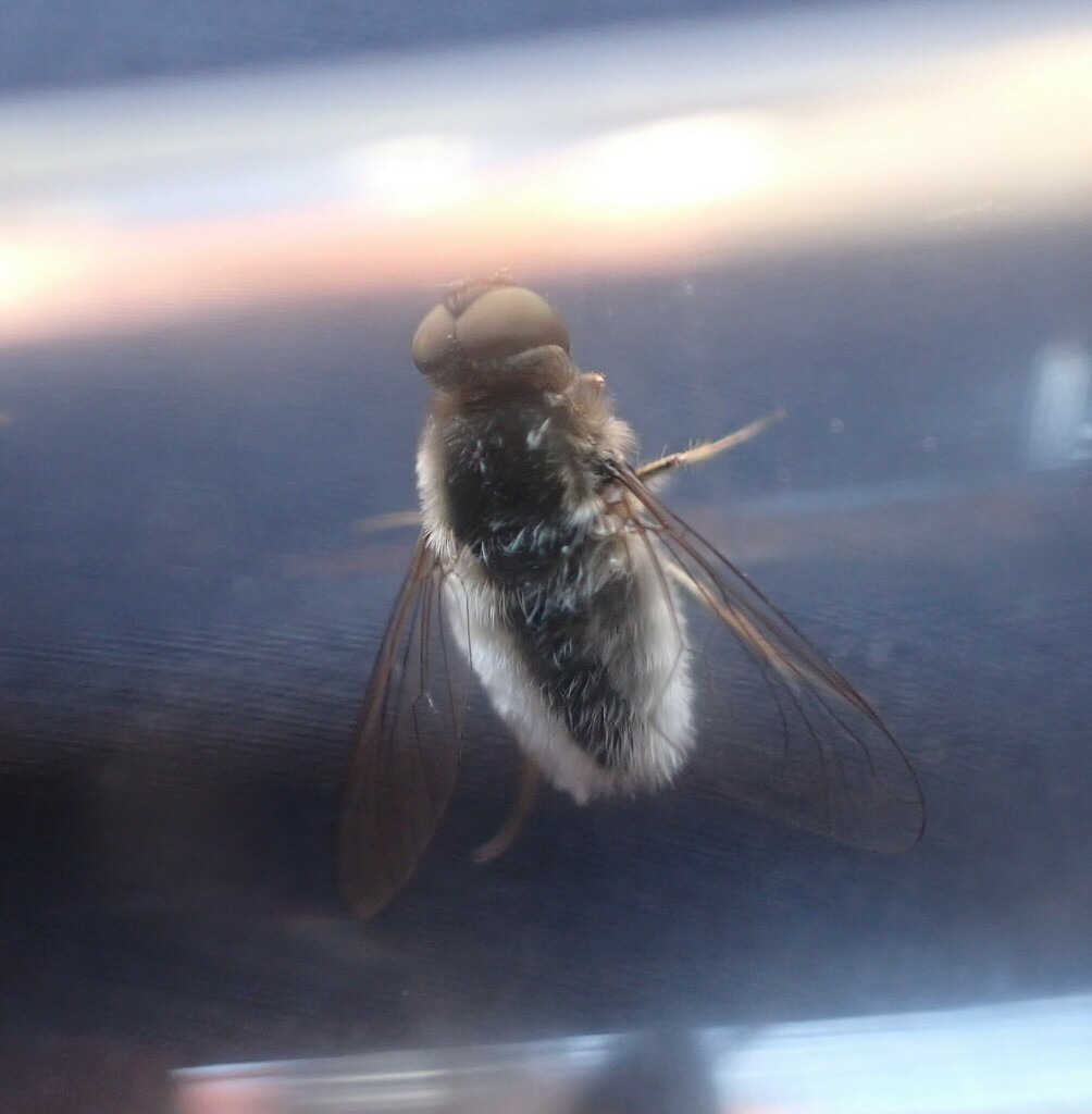 Aphoebantus mus
