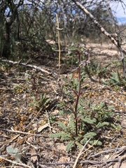 Phacelia coerulea