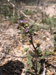 Phacelia coerulea