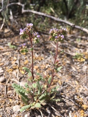 Phacelia coerulea