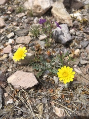 Malacothrix fendleri