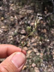 Gilia mexicana