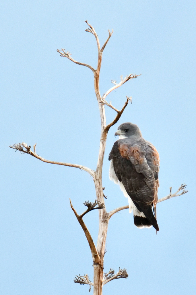 White-tailed Hawk from Bustamante, N.L., México on November 2, 2023 at ...
