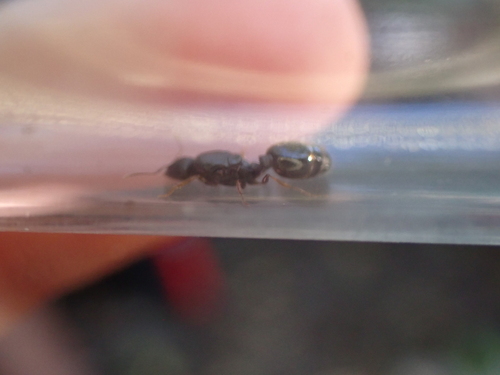 Photo of Immigrant Pavement Ant (Tetramorium immigrans)
