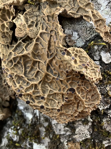 iNaturalist observation photo of Lobaria anthraspis