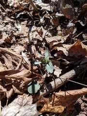 Cardamine douglassii
