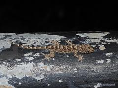 Gray's Chinese Gecko photo 3
