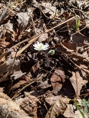 Hepatica acutiloba