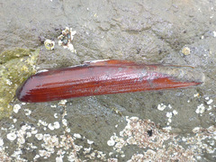 Adula gruneri