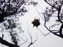 Austracantha