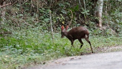 Odocoileus pandora