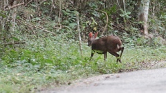 Odocoileus pandora