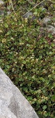 Muehlenbeckia complexa
