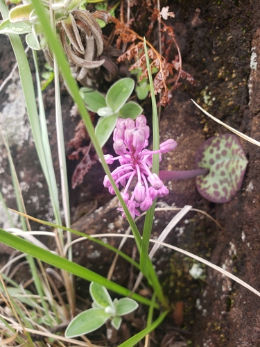 Ledebouria sandersonii