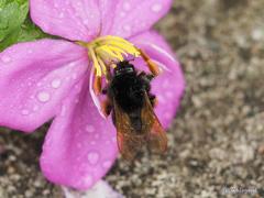 Bombus eximius