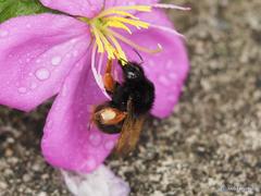 Bombus eximius