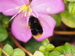 Bombus eximius