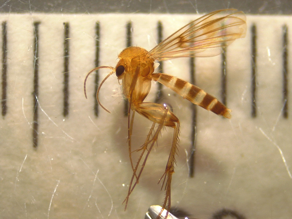 Mycetophila phyllura