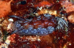 Halgerda