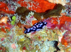 Phyllidiella pustulosa