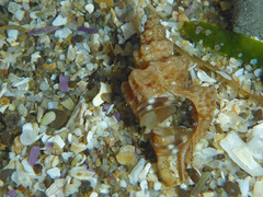 Paciocinebrina interfossa