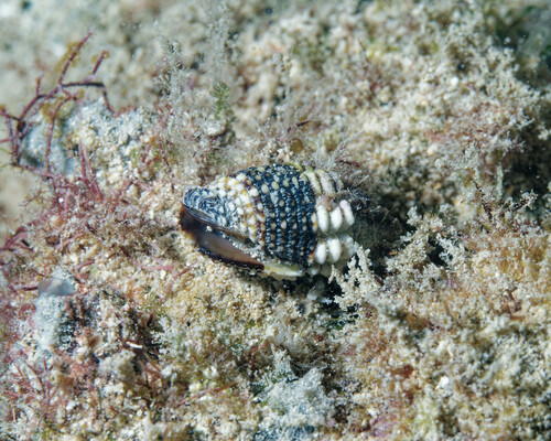 Condylomitra tuberosa observed 2023-11-04