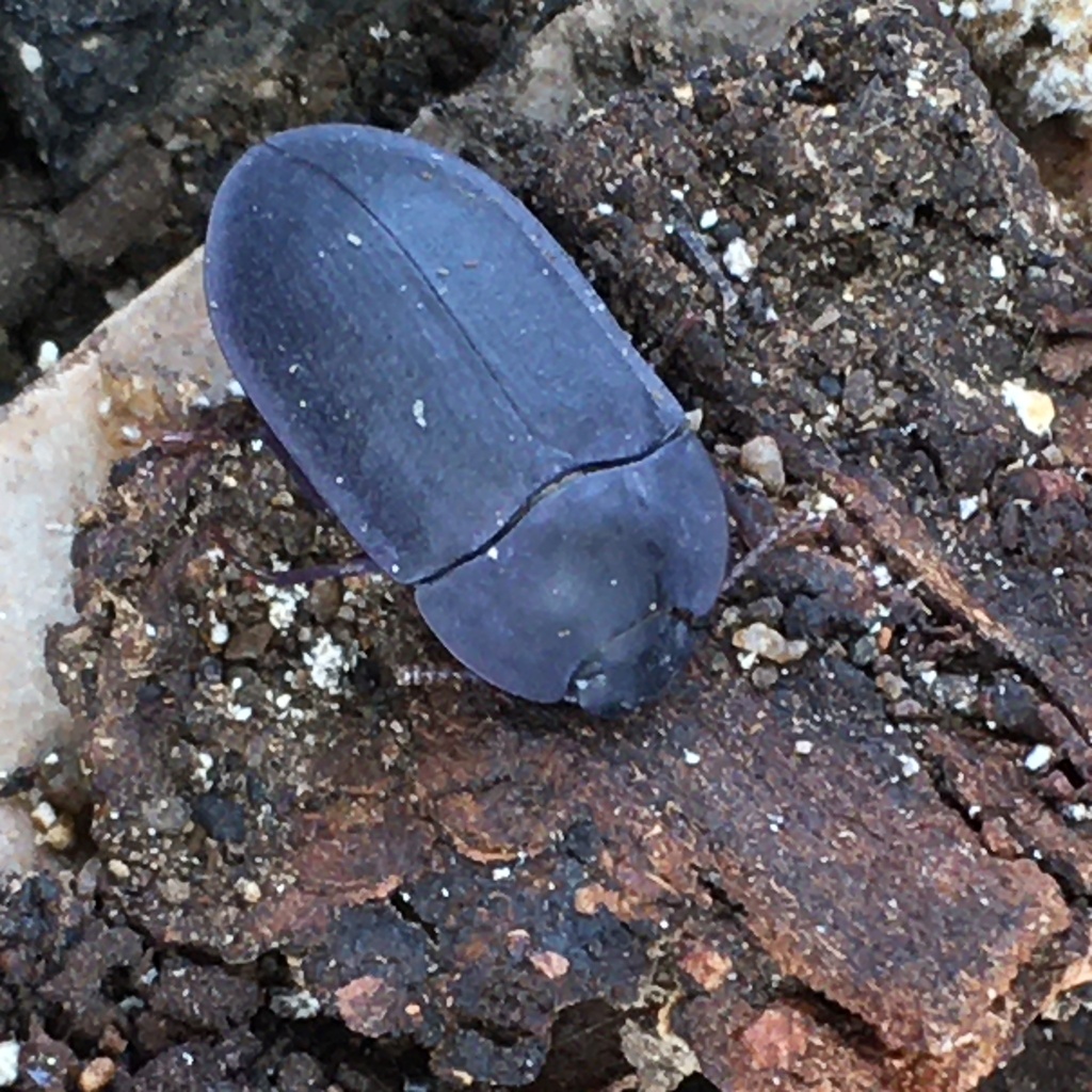 blue piedish beetles from Royal Park, Parkville, VIC, AU on November 5