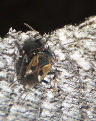 Rhyparochromus vulgaris