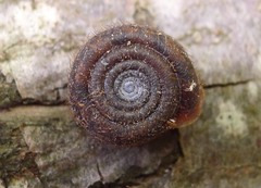 Helicodonta obvoluta