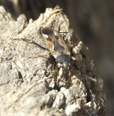 Rhyparochromus vulgaris