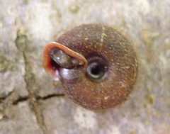 Helicodonta obvoluta