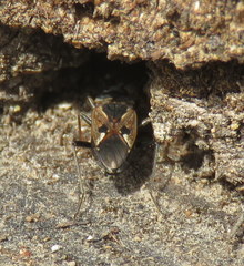 Rhyparochromus vulgaris