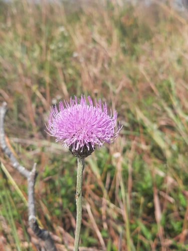 Cirsium hupehense iNat (3)