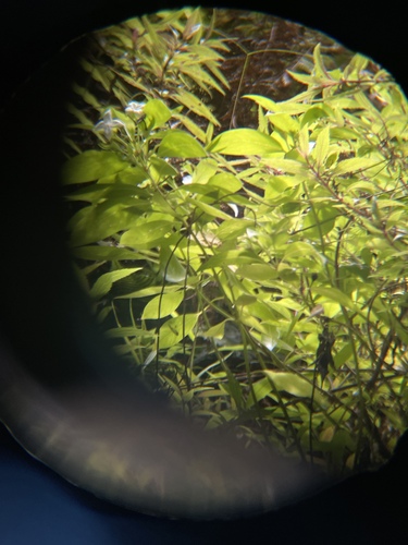 Kadua fluviatilis observed 2022-08-16