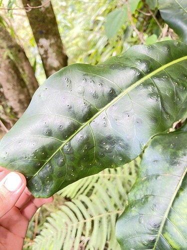 Pisonia sandwicensis observed 2022-03-25