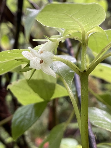 Cyrtandra kauaiensis observed 2022-03-25