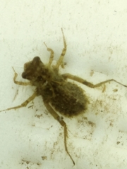 Erythemis simplicicollis