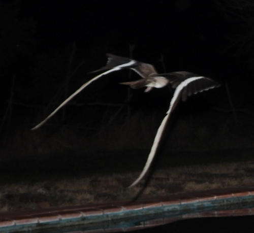 Pennant-winged Nightjar (Caprimulgus vexillarius), photo 7