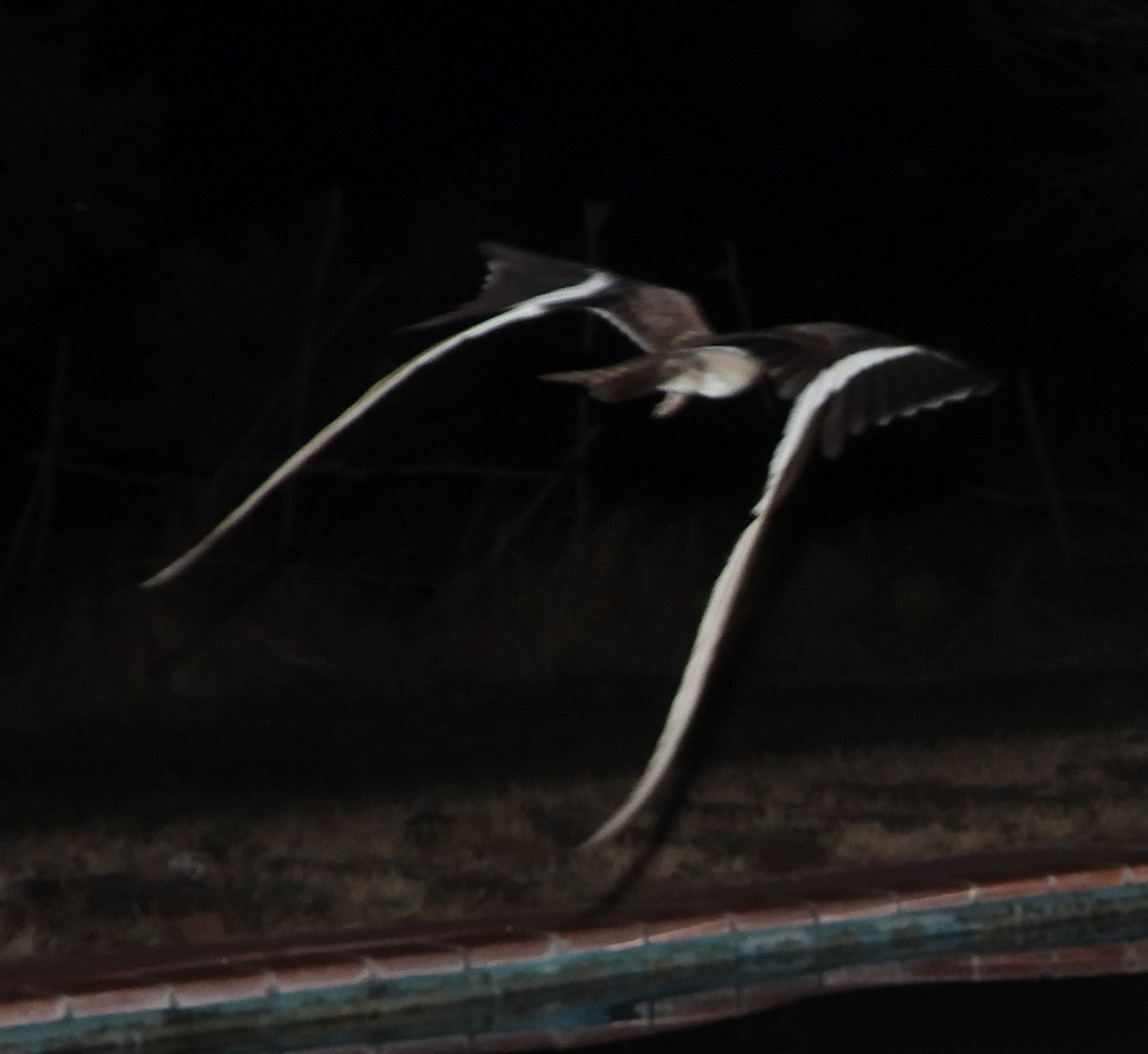 Pennant-winged Nightjar (Caprimulgus vexillarius), photo 9