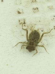 Erythemis simplicicollis