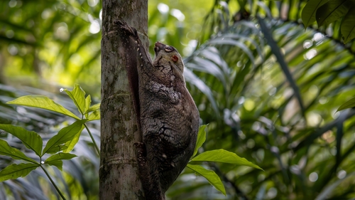 Sunda Flying Lemur