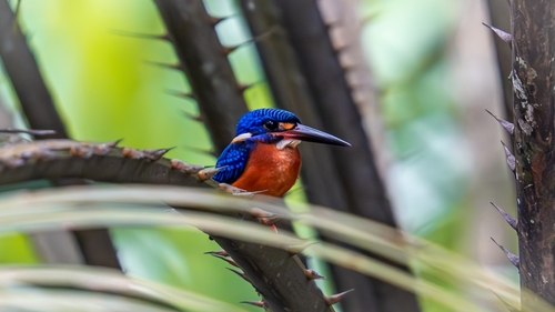 Blue-eared Kingfisher (Alcedo meninting), photo 8
