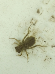 Erythemis simplicicollis