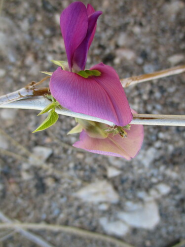 Image of Otoptera burchellii by no rights reserved
