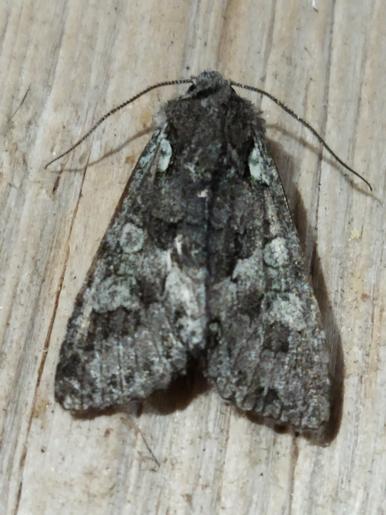 Dichonia aeruginea